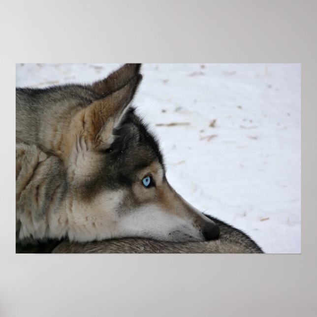 Póster Cartaz de cão husky com olhos azuis (Frente)