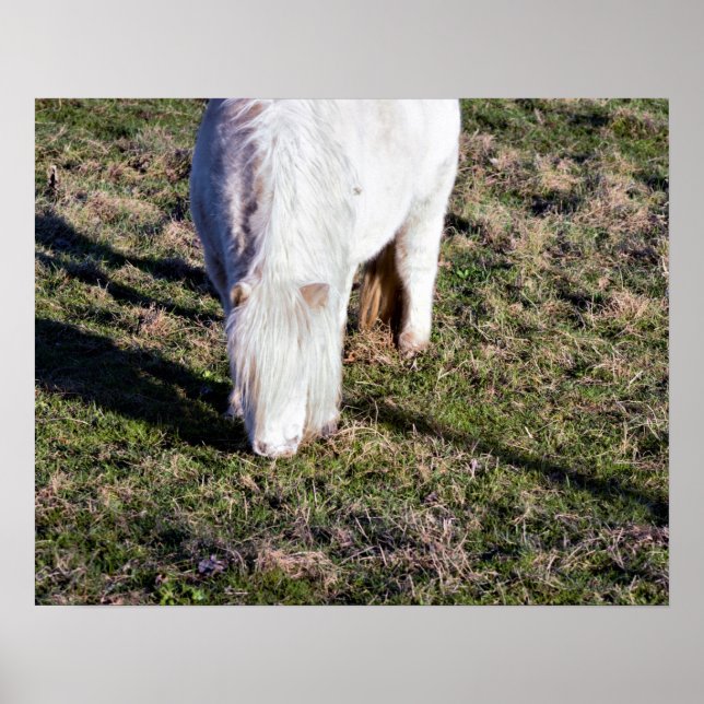 Poster Cartaz de Cavalo Miniatura (Frente)