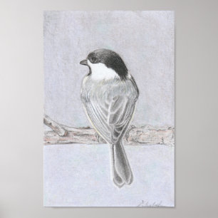 Poster Cartaz de Chickadee de Capuz Preto