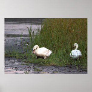 Poster Cartaz de Cisnes pelo Pântano
