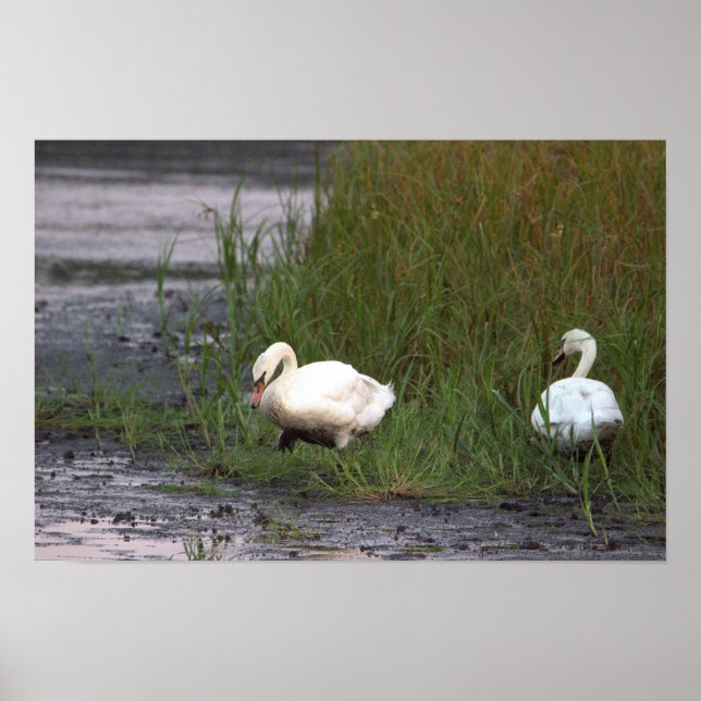 Poster Cartaz de Cisnes pelo Pântano (Frente)