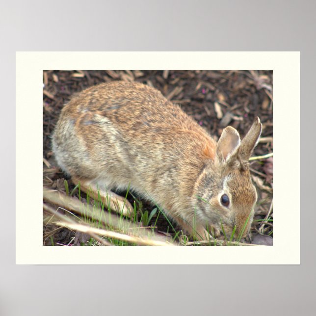 Poster Cartaz de Coelho Bunny (Frente)