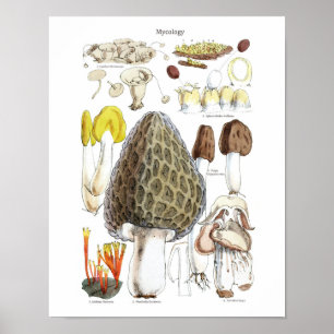 Poster Cartaz de Cogumelo Morel
