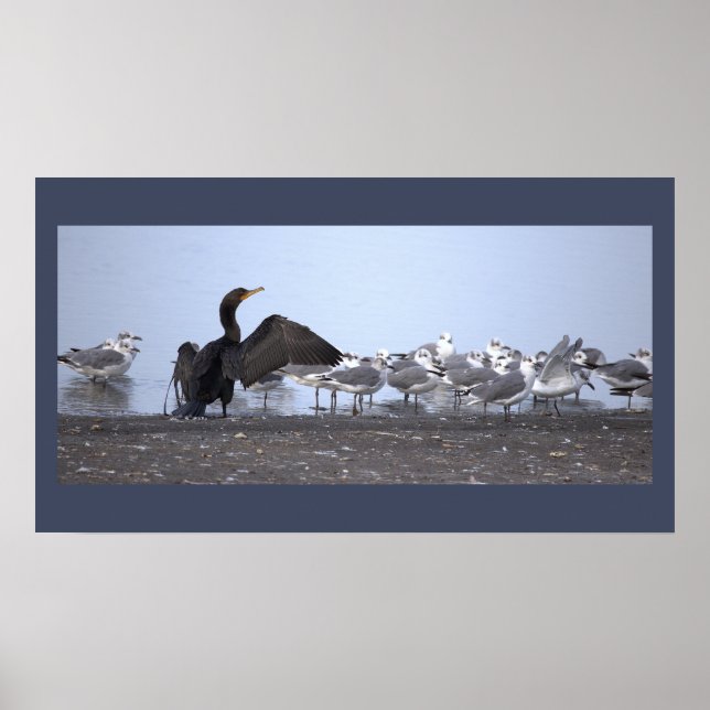 Poster Cartaz de Cormorão com Gaivotas (Frente)