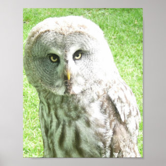 Poster Cartaz de Coruja Curiosa