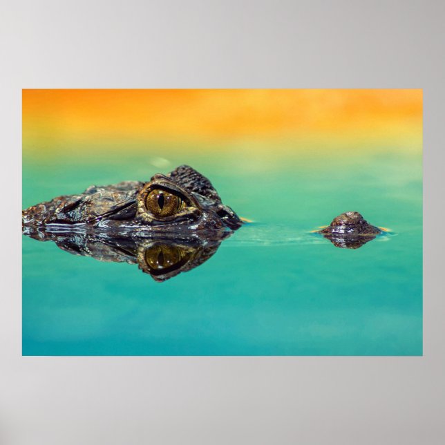 Poster Cartaz de crocodilo em corpo de água parada (Frente)