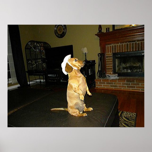 Poster Cartaz de Dachshund Sentado com Elegância (Frente)