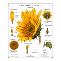 Cartaz de Diagrama de Anatomia Floral | Floral Vin