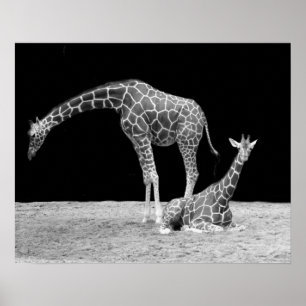 Poster Cartaz de Duas Girafas em Preto e Branco
