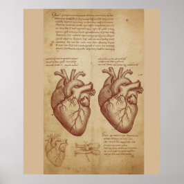 Poster Cartaz de Estudo Científico da Anatomia do Coração
