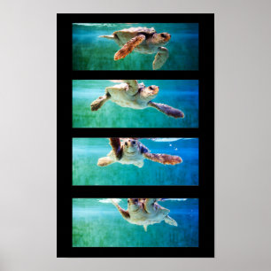 Póster Cartaz de Estudo da Tartaruga Marinha Cabeçuda