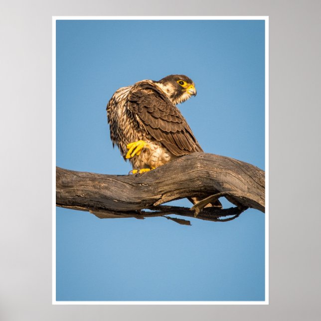 Poster Cartaz de Falcão | Arte de Parede de Aves de Rapin (Frente)