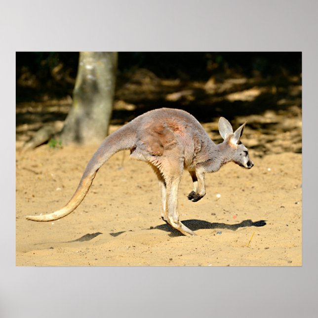 Poster Cartaz de férias ambulante Closeup kangourou (Frente)