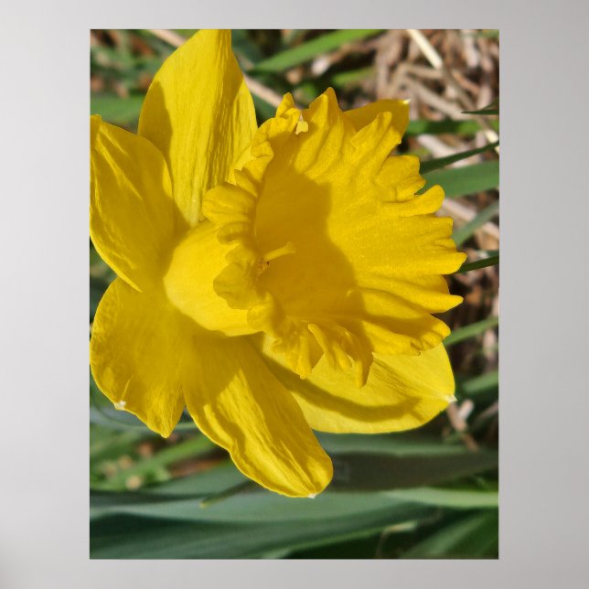 Poster Cartaz de flor amarela (Frente)