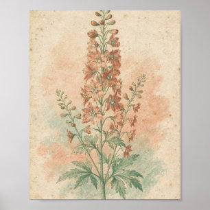 Poster Cartaz de Flor Botânica Delphinium Coral