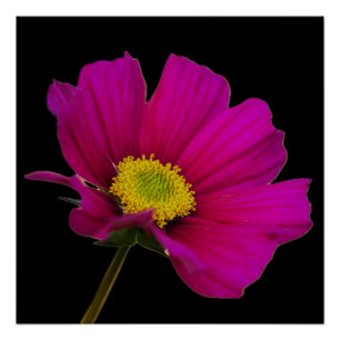 Póster Cartaz de Flor de Cosmos