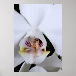 Poster Cartaz de flor de orquídea branca
