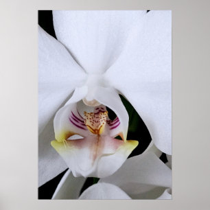 Poster Cartaz de flor de orquídea branca
