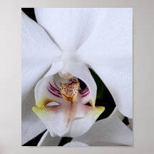 Cartaz de flor de orquídea branca