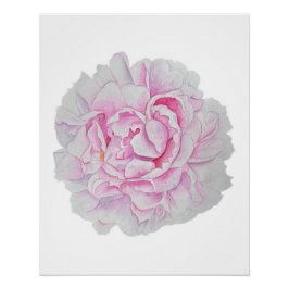Póster Cartaz de Flor de Peônia Rosa em Aquarela