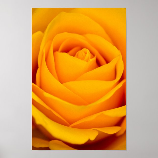 Poster Cartaz de flor de rosa amarela (Frente)