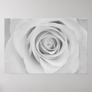 Poster Cartaz de flor de rosa preta e branca