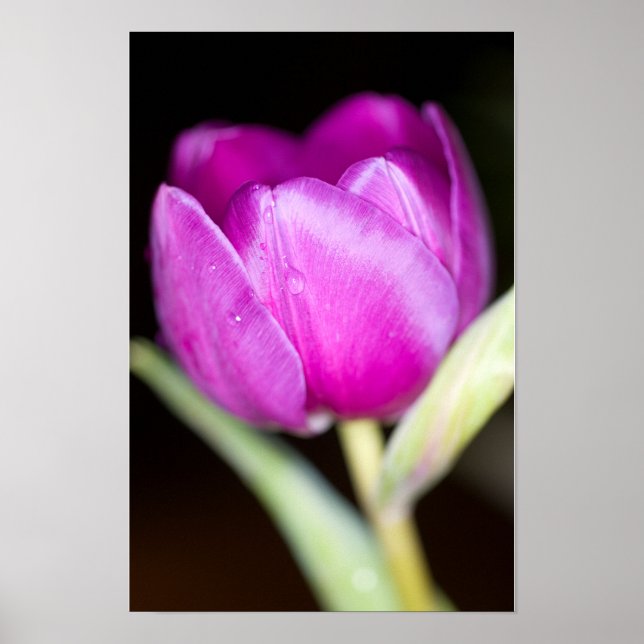 Poster Cartaz de flor de tulipa roxa (Frente)