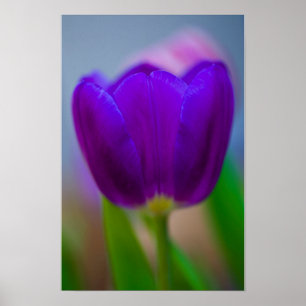 Poster Cartaz de flor de tulipa roxa