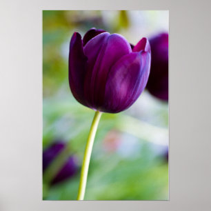 Poster Cartaz de flor de tulipa roxa
