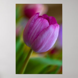 Poster Cartaz de flor de tulipa roxa