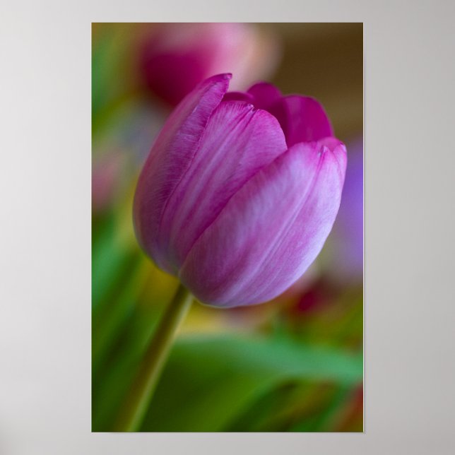Poster Cartaz de flor de tulipa roxa (Frente)