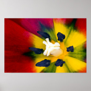 Poster Cartaz de flor de Tulipa Vermelha