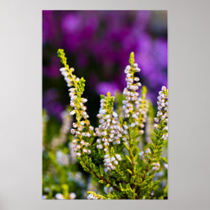 Poster Cartaz de flor de urze branca