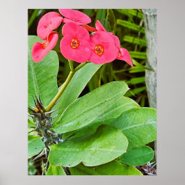 Poster Cartaz de flor rosa