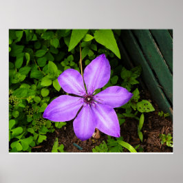 Poster Cartaz de flor roxa