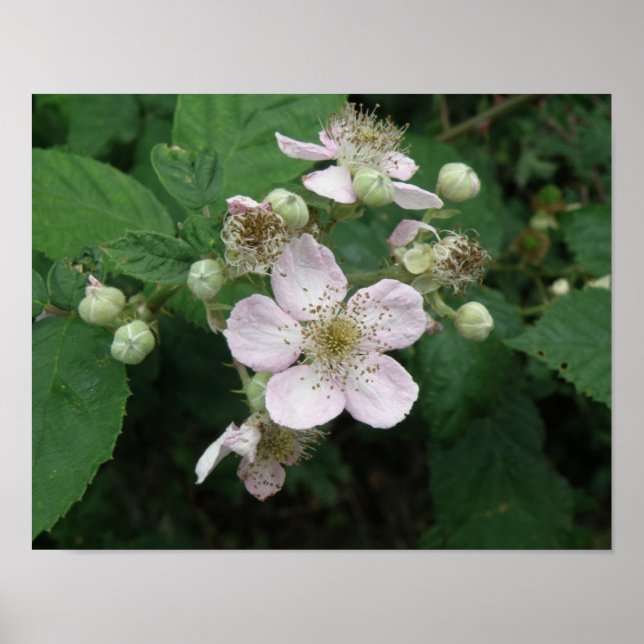 Poster Cartaz de Flores de Amora (Frente)