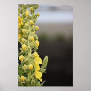 Poster Cartaz de Flores de Verbascum