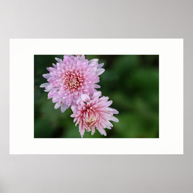 Poster Cartaz de Flores Rosa Suave Lindas (Frente)