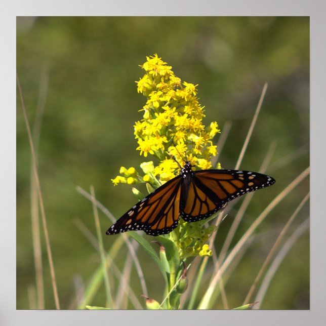 Poster Cartaz de Flores Silvestres Amarelas com Borboleta (Frente)