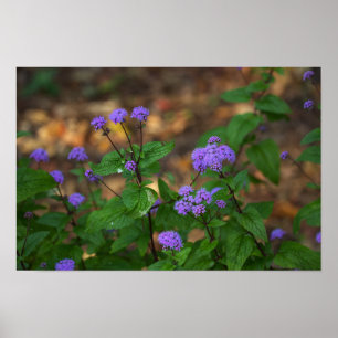 Poster Cartaz de Flores Silvestres Roxas