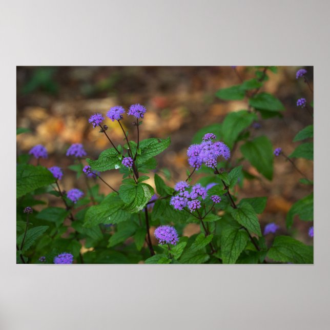 Poster Cartaz de Flores Silvestres Roxas (Frente)