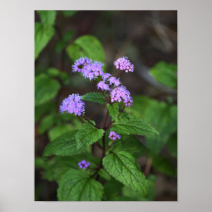 Poster Cartaz de Flores Silvestres Roxas
