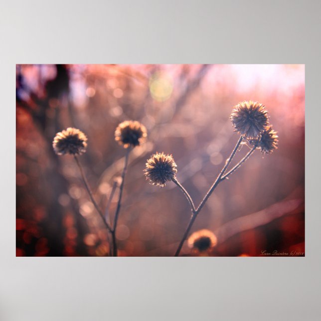Poster Cartaz de Flores Silvestres Secas de Pântano de In (Frente)
