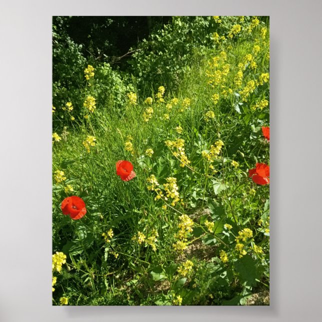 Poster Cartaz de Flores Silvestres Vermelhas em Prado de  (Frente)
