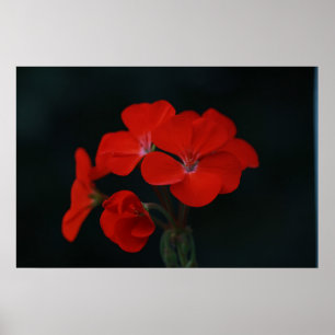 Póster Cartaz de Flores Vermelhas Incríveis