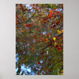 Poster Cartaz de Folhas Coloridas