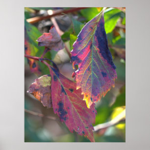 Poster Cartaz de Folhas de Outono com Luz Solar