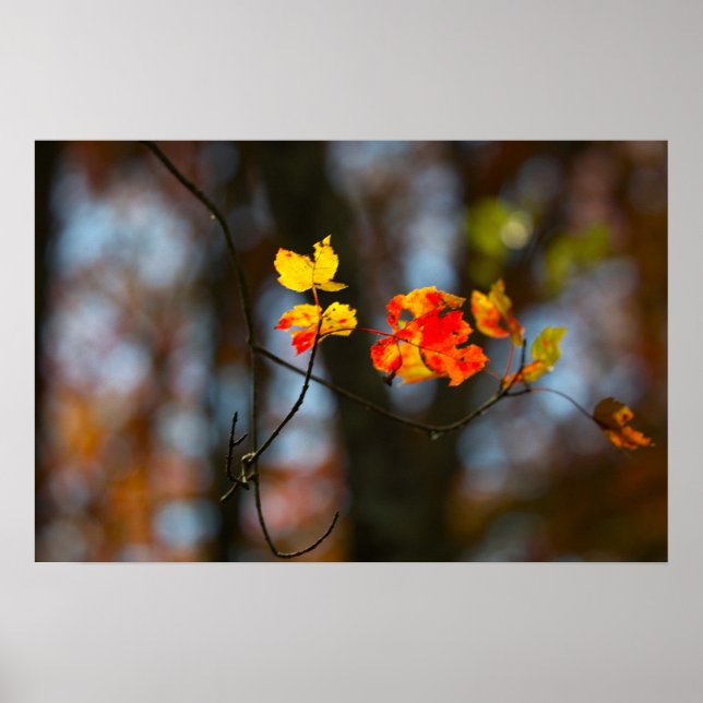 Poster Cartaz de Folhas Vermelhas e Amarelas (Frente)