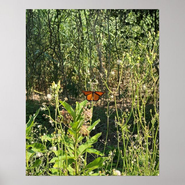 Poster Cartaz de Foto da Borboleta Monarca (Frente)