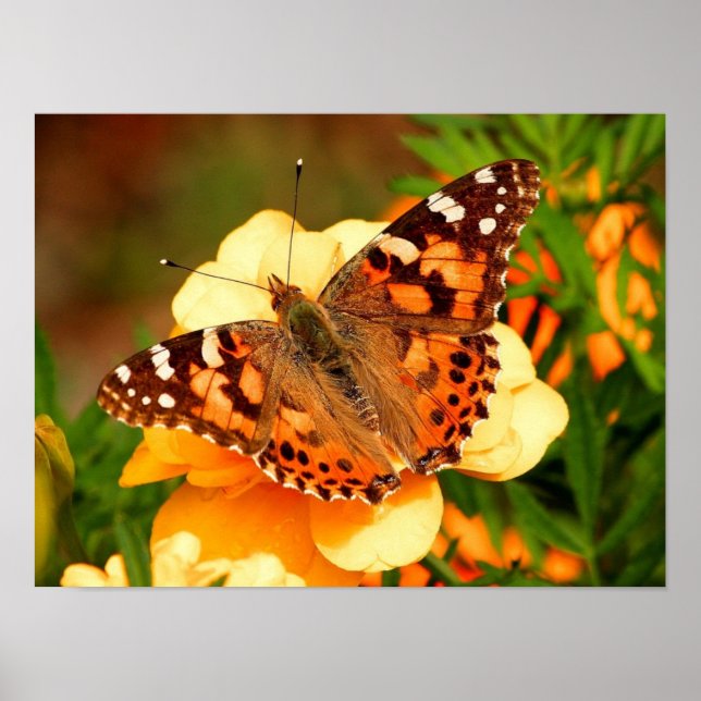 Póster Cartaz de Foto da Borboleta Painted Lady (Frente)